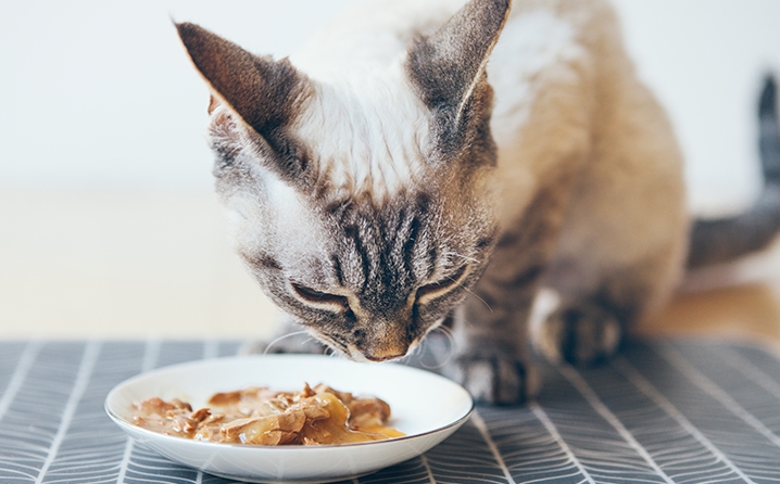 Conheça mais sobre a nutrição com alimentos úmidos e seus principais mitos