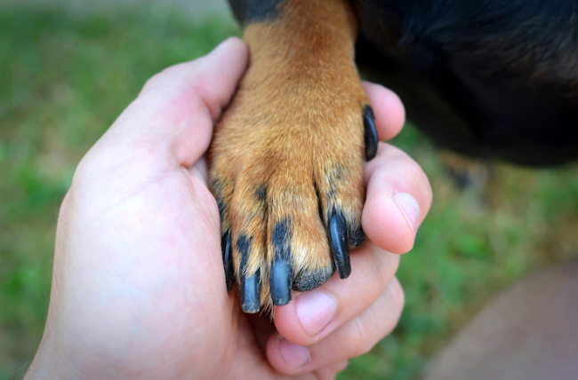 Pets: saiba como e por que é importante cortar as unhas do seu cachorro