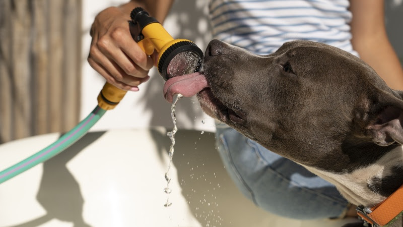 Calor intenso demanda cuidados especiais com animais de estimação