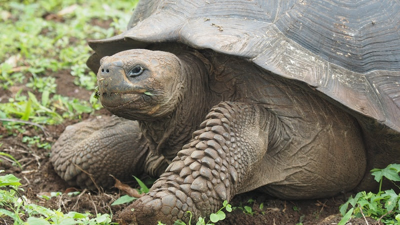 Jabutis e cágados como pets exigem cuidados especiais de tutores