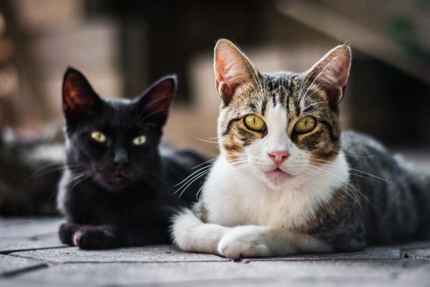 Pelo 3º ano consecutivo gatos lideram a preferência nas adoções