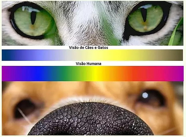 Saiba como é a visão dos pets