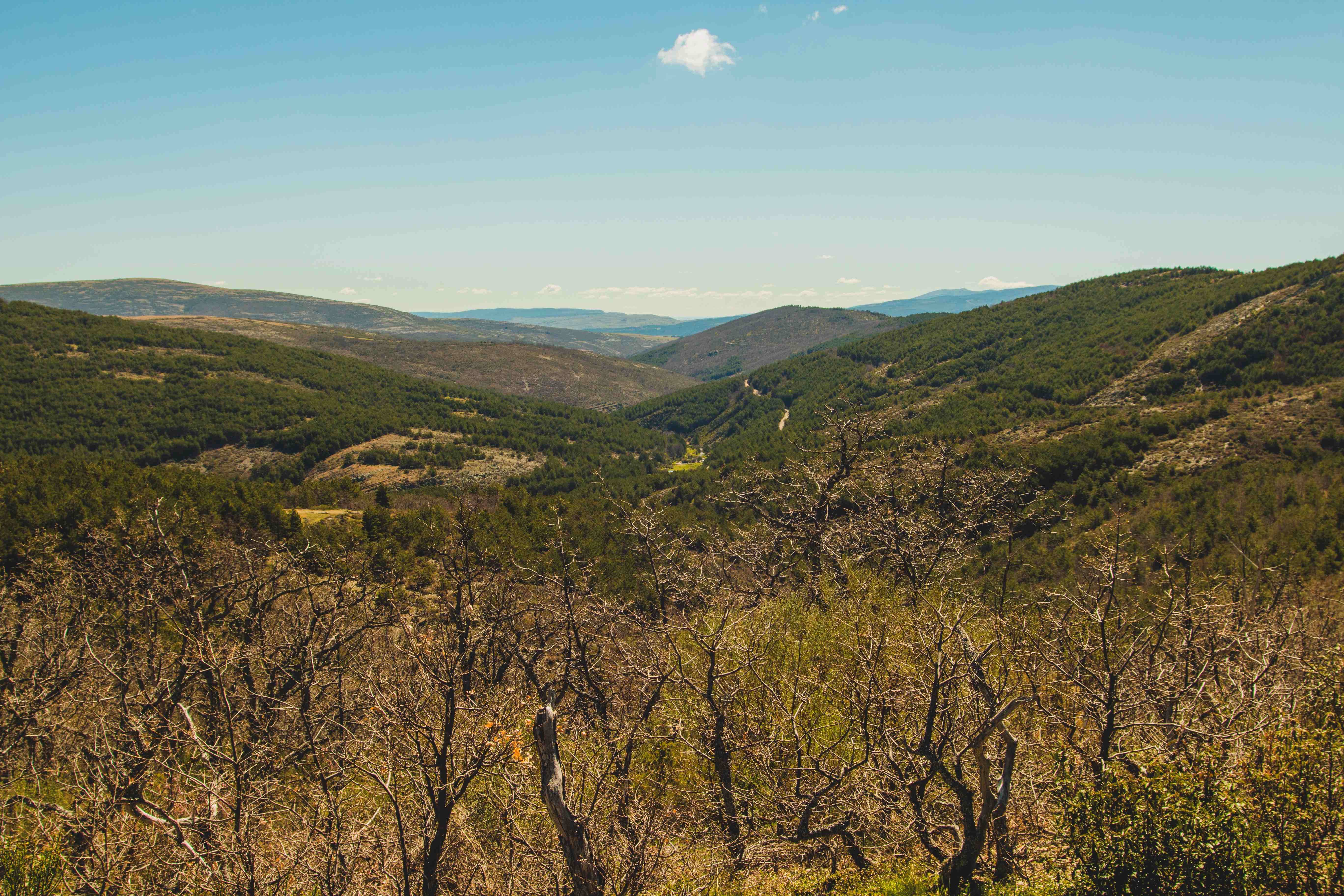 Dia do Cerrado: Celebrando a biodiversidade e a paisagem da região do Comitê da Bacia Hidrográfica do Baixo Pardo/Grande