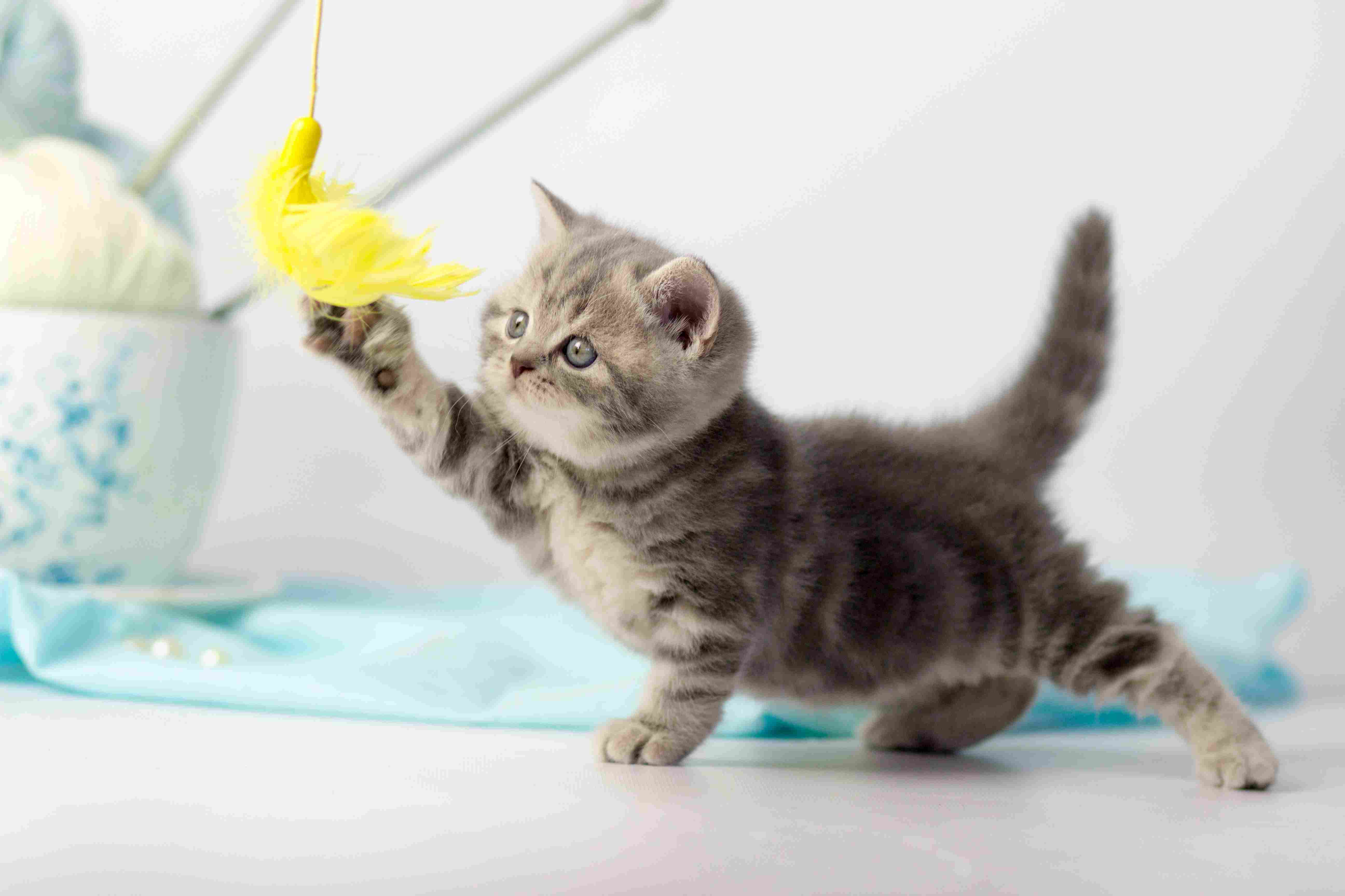 Pets também podem desenvolver transtornos mentais e emocionais